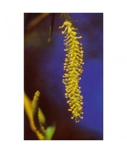 WILLOW - ESENCIA FLORAL BACH/KORTE 15 ml.