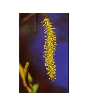 WILLOW - ESENCIA FLORAL BACH/KORTE 15 ml.