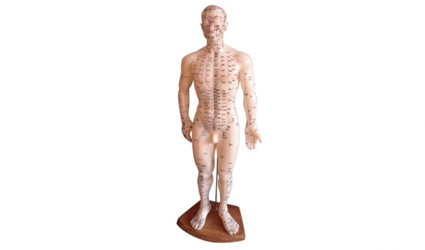 Modelo_anatomico